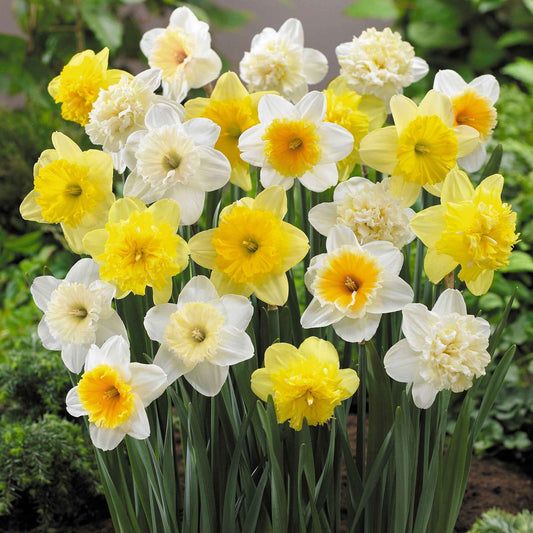 20x Narzisse Narcissus - Mischung 'Hello Spring!' - Alle beliebten Blumenzwiebeln