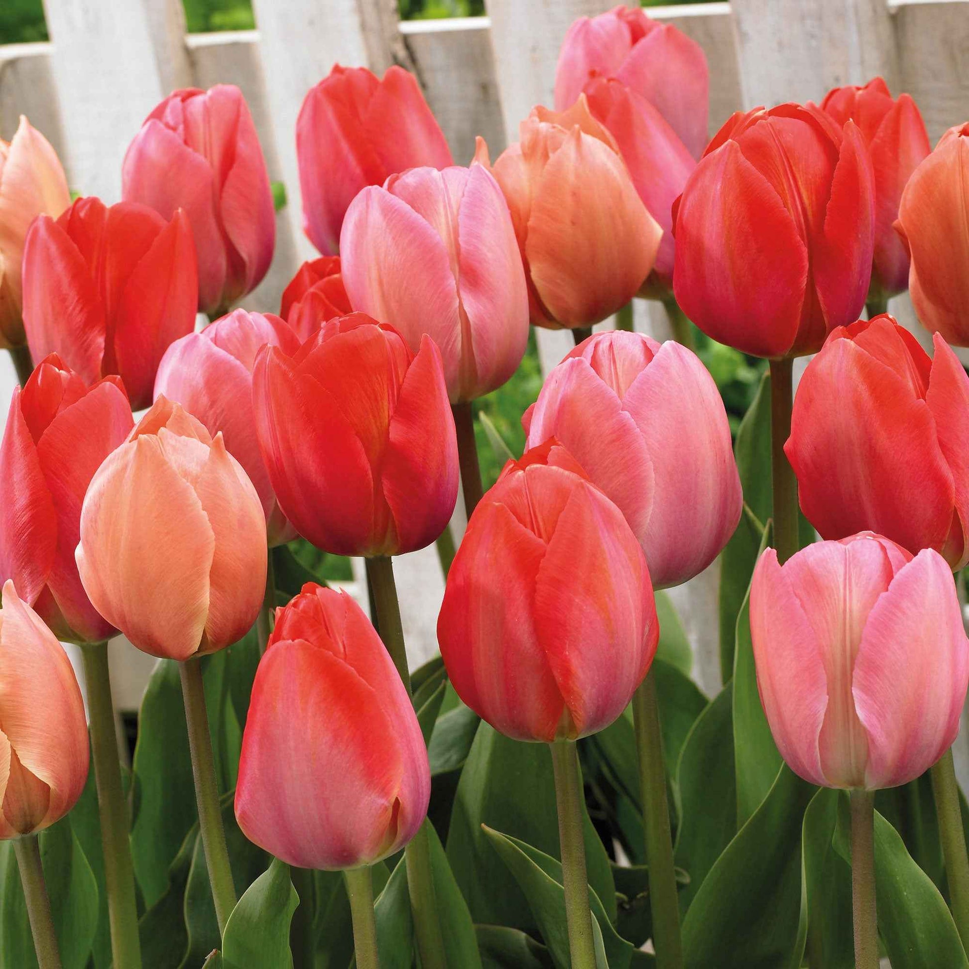25x Tulpe Tulipa - Mischung 'Hello Spring' rot Rot-Orange-Rosa - Alle beliebten Blumenzwiebeln