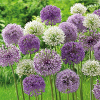 20x Zierzwiebel Allium - Mischung 'Hello Spring' lila - Alle beliebten Blumenzwiebeln