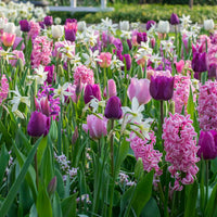 24x Tulpen, Narzissen und Hyazinthen - Mischung 'Ratatouille' lila-rosa - Alle beliebten Blumenzwiebeln
