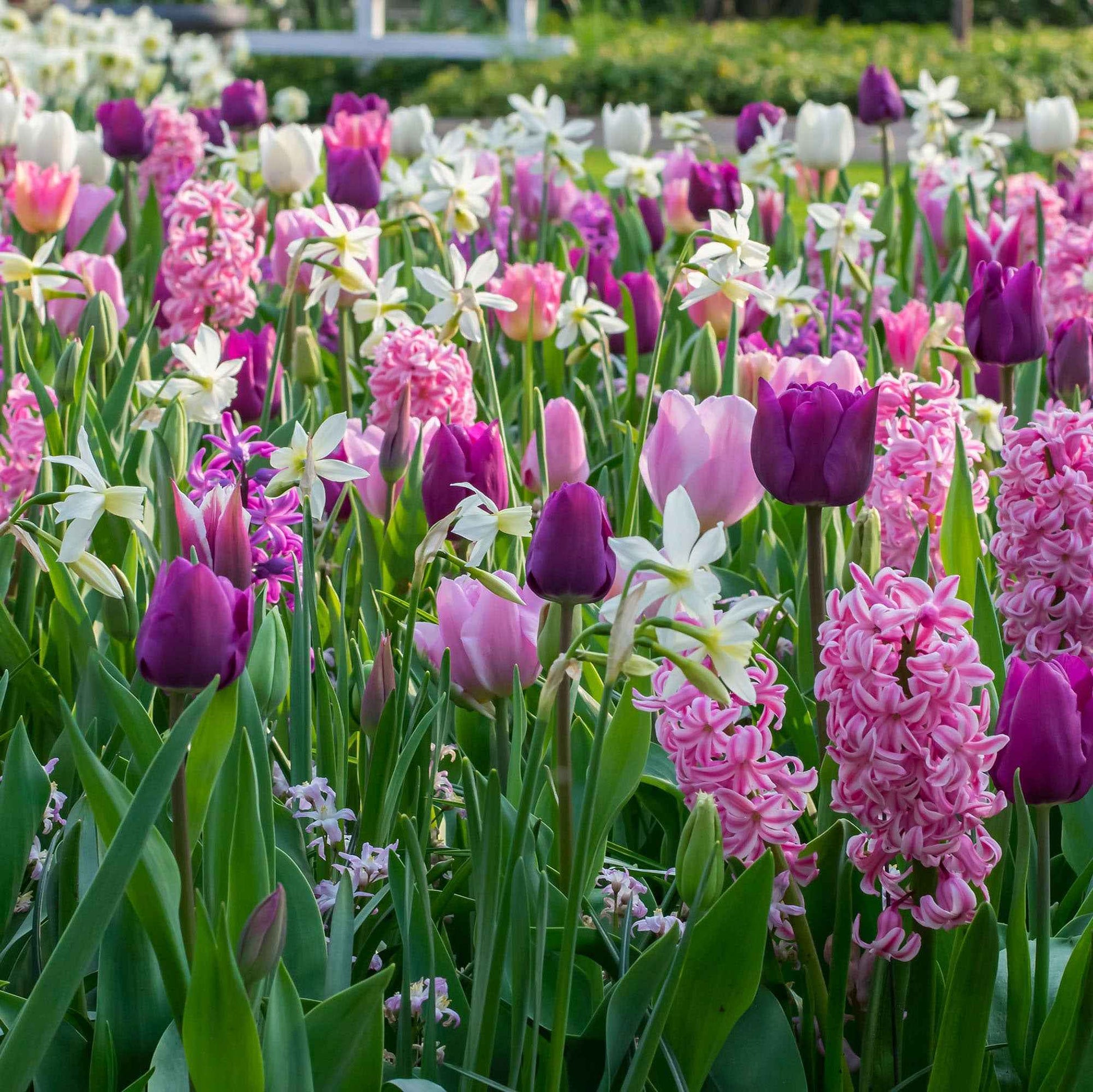 24x Tulpen, Narzissen und Hyazinthen - Mischung 'Ratatouille' lila-rosa - Alle Blumenzwiebeln