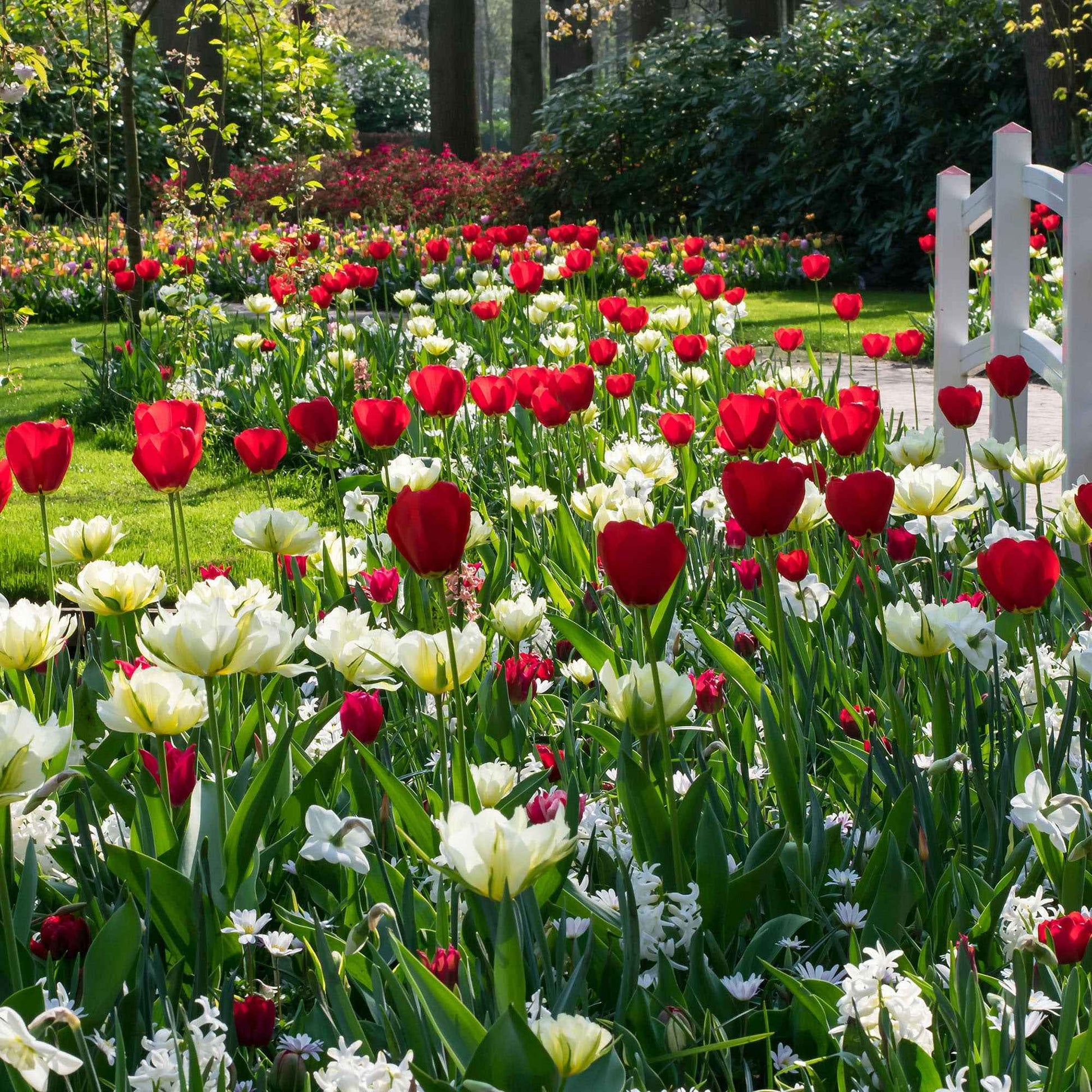 30x Tulpe Tulipa - Mischung 'Ratatouille' rot-weiβ - Alle beliebten Blumenzwiebeln