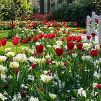 30x Tulpe Tulipa - Mischung 'Ratatouille' rot-weiβ - Alle Blumenzwiebeln