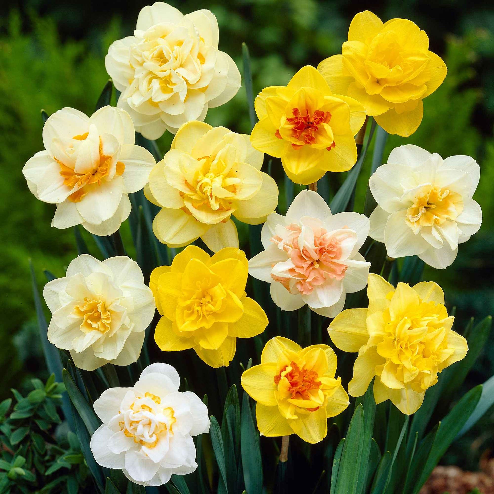10x Narzisse Narcissus - Mischung 'Double Trouble' - Alle beliebten Blumenzwiebeln
