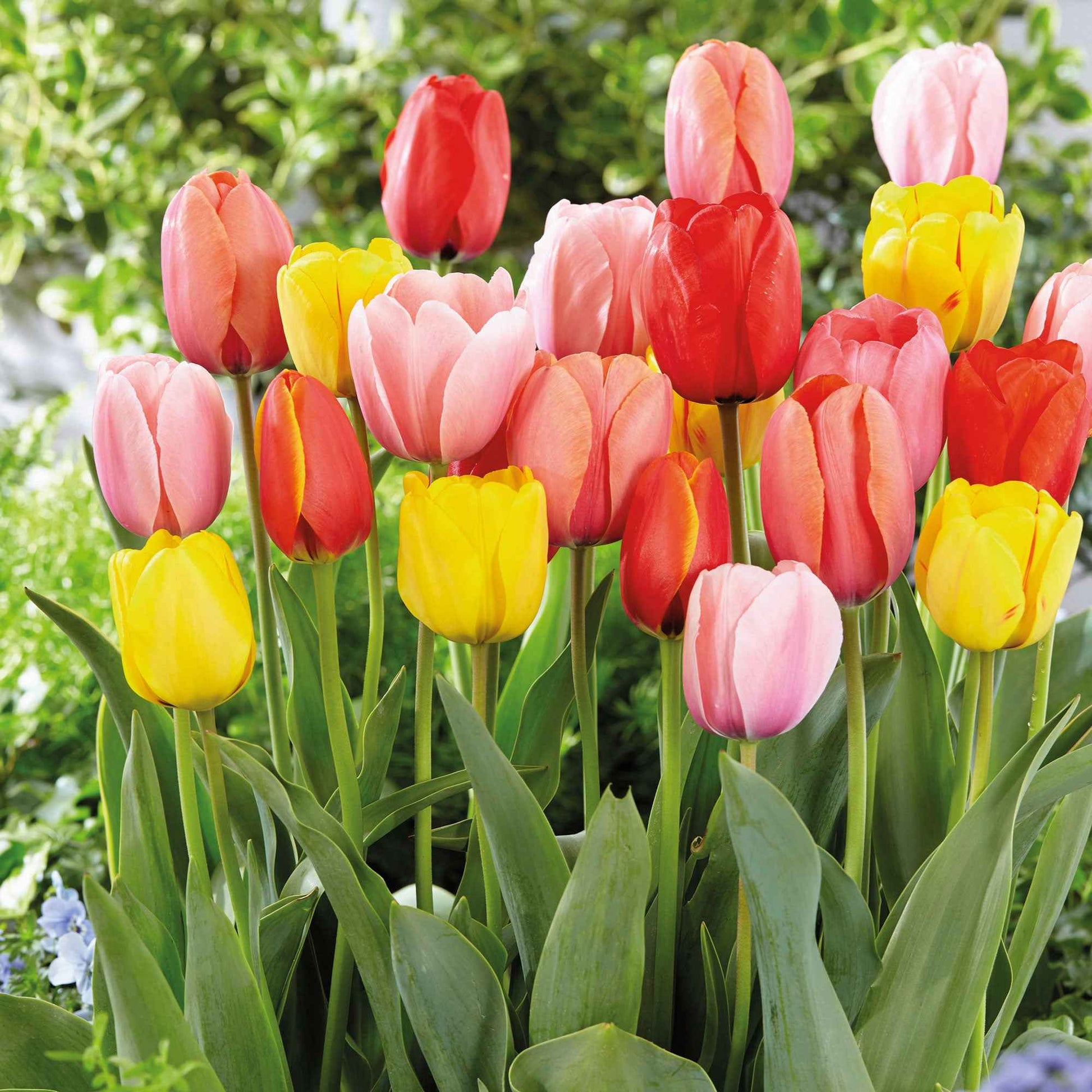 12x Tulpe - Mischung 'Prelude' Gemischt - Alle beliebten Blumenzwiebeln