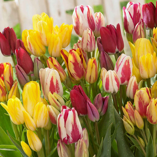 12x Tulpe Tulipa - Mischung 'Multiflora' Rot-Gelb-Weiß - Alle beliebten Blumenzwiebeln