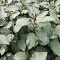 Elaeagnus ebbingei - Gartenpflanzen