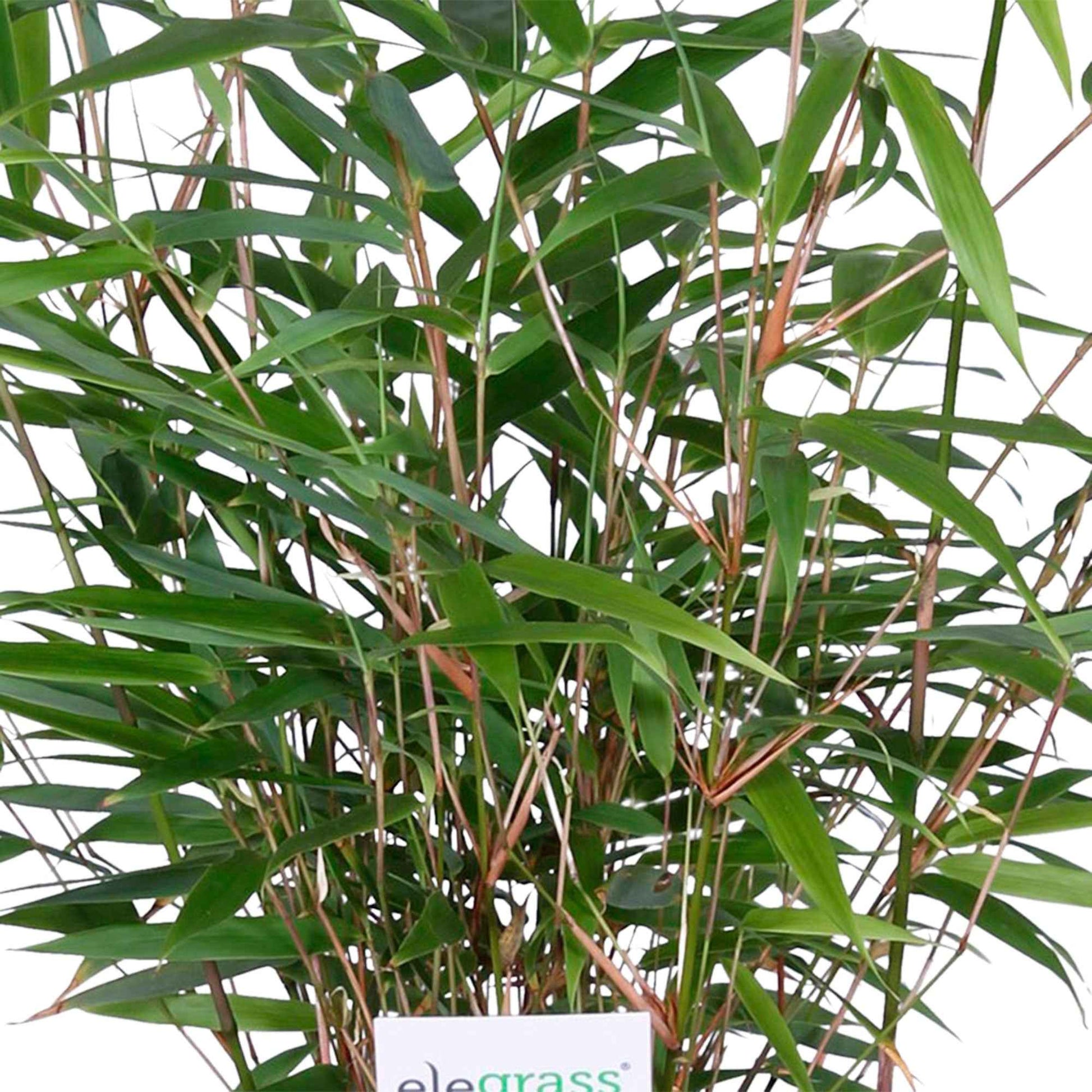 Bambus Fargesia rufa inkl. Dekotopf - Winterhart - Alle Gartenstauden
