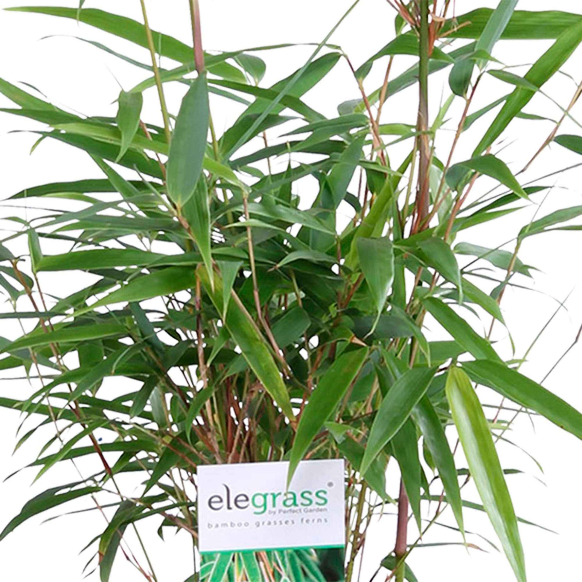 3 Bambus Fargesia rufa inkl. Ziertopf, schwarz - Winterhart - Bambus