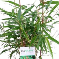 3 Bambus Fargesia rufa inkl. Ziertopf, grau - Winterhart - Bambus