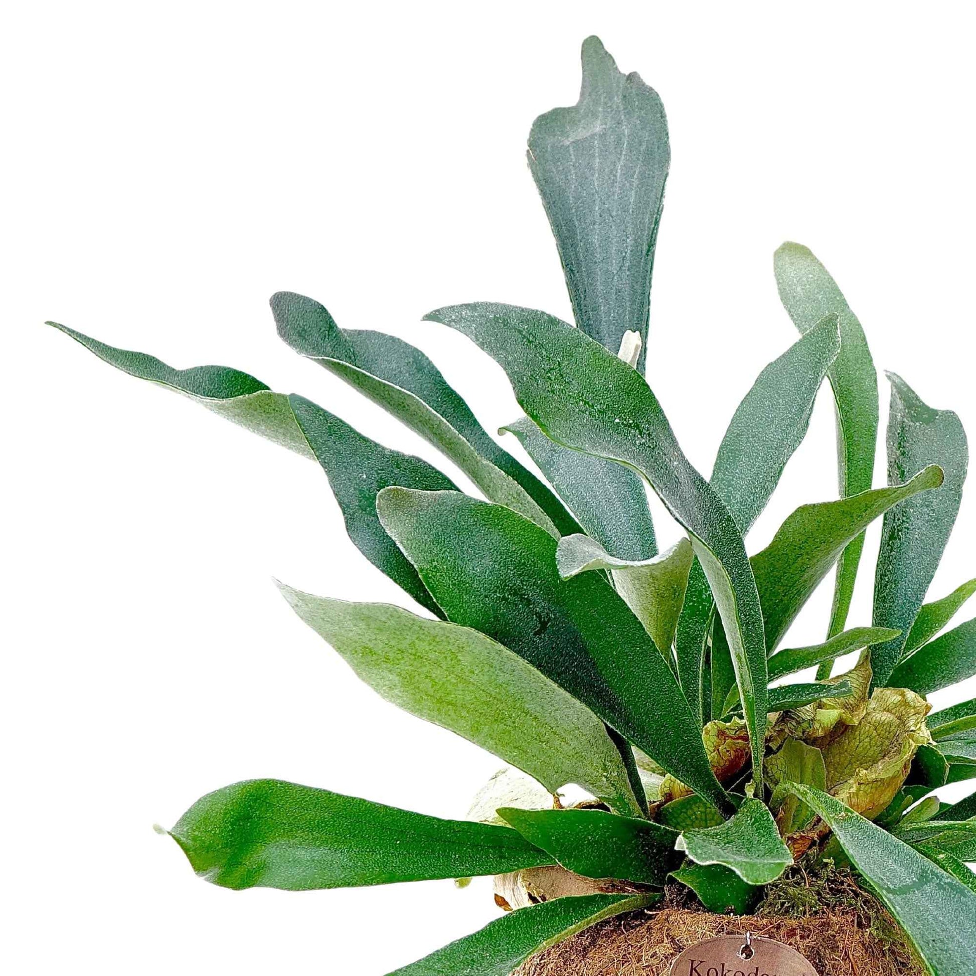 Kokodama Geweihfarn Platycerium bifurcatum - Hängepflanze - Farn