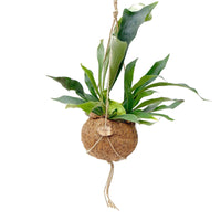 Kokodama Geweihfarn Platycerium bifurcatum - Hängepflanze - Grüne Zimmerpflanzen