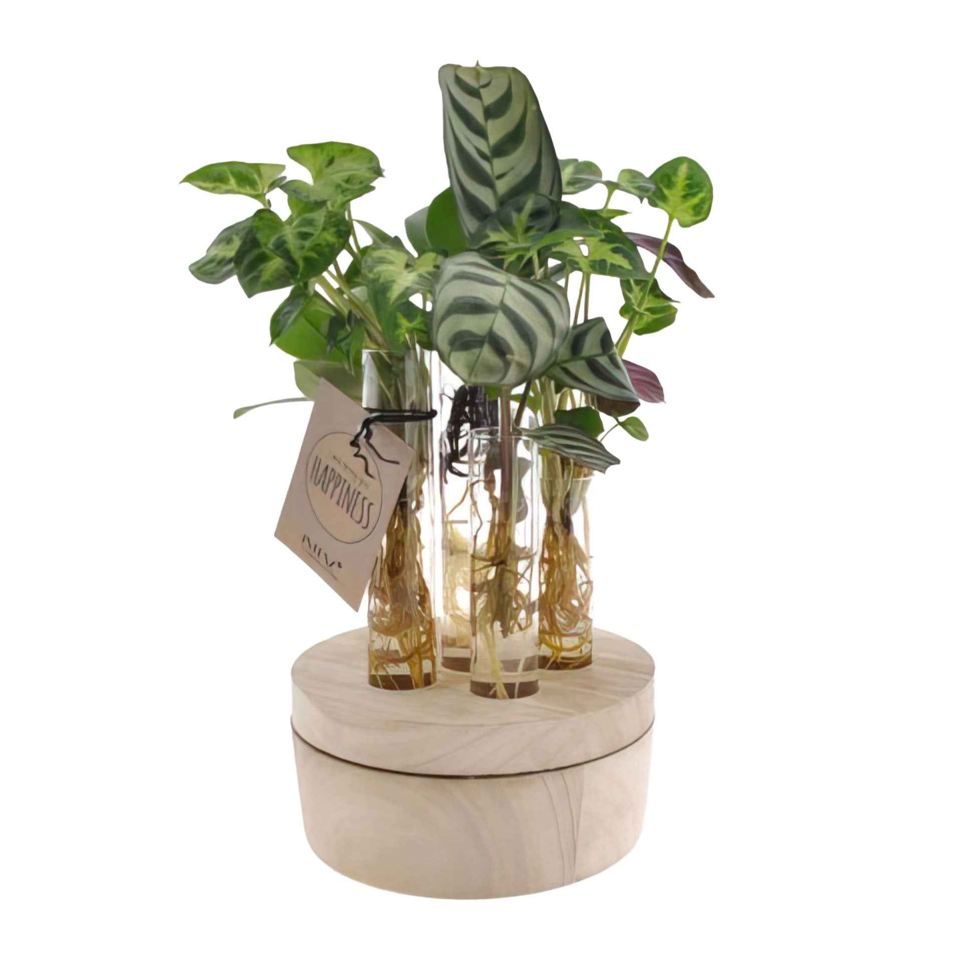Stecklingsmix New York im Glas mit LED-Beleuchtung - Hydroponik - 1x Pflanze: Lieferhöhe 20-30 cm + Glas (6x Vase): 19 cm - Beliebte grüne Zimmerpflanzen - undefined