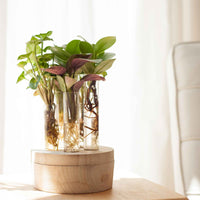 Stecklingsmix 'New York' im Glas mit LED-Beleuchtung - Hydroponik - Beliebte Zimmerpflanzen