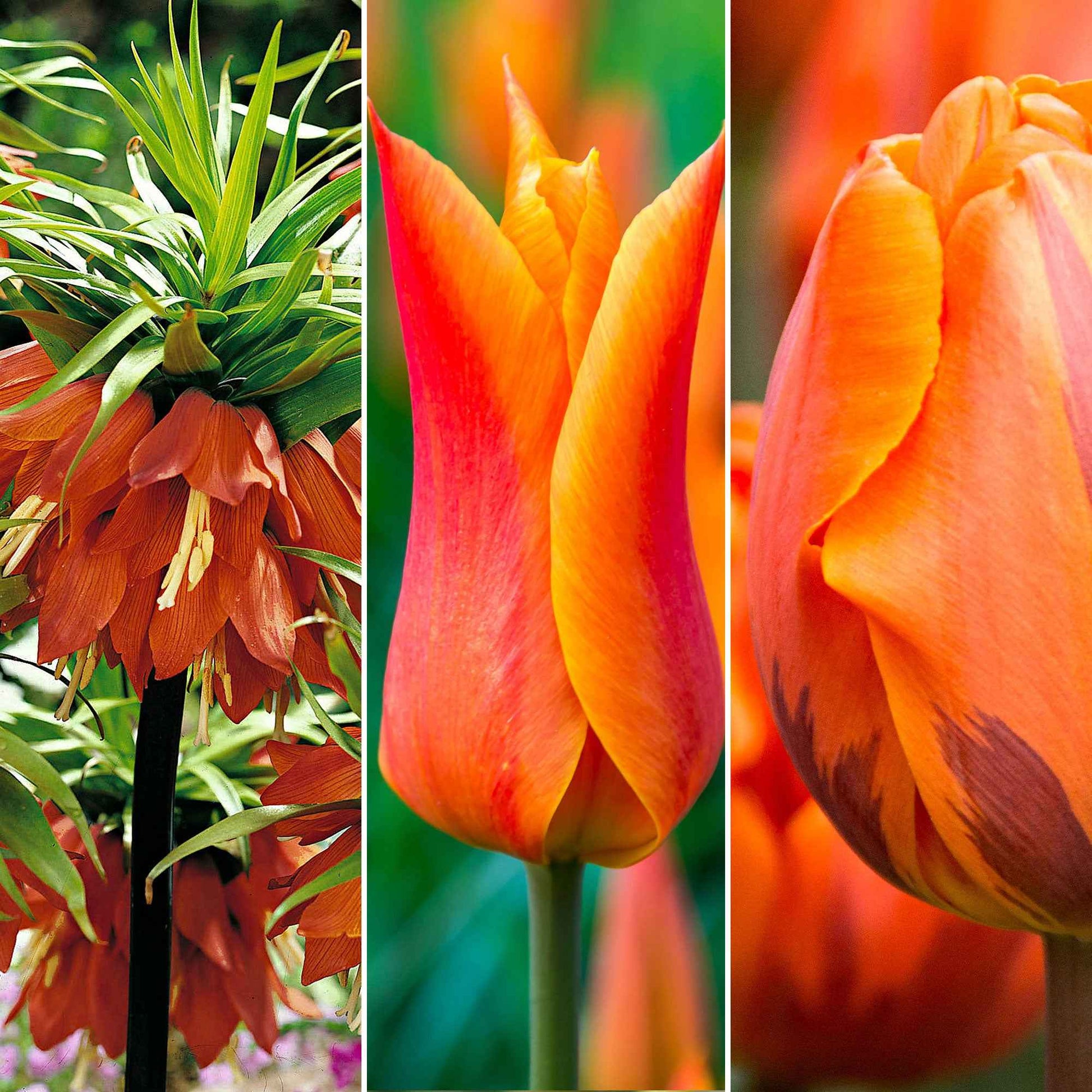 35x Blumenzwiebelpaket 'Bouquet-Beet' rot-orange - Alle Blumenzwiebeln