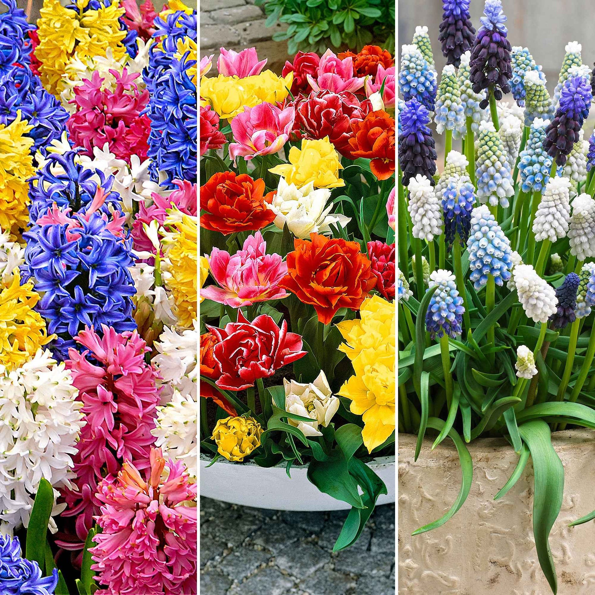80x Blumenzwiebelpaket 'März bis Mai 60 Tage Blumen' - Alle Blumenzwiebeln