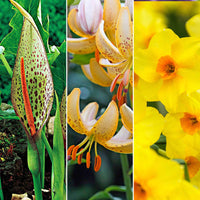 Wildblumenzwiebelpaket 'Wiederkehrende Gartenblüher' lila-orange - Alle Blumenzwiebeln
