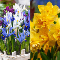 50x Blumenzwiebelpaket 'Ein Garten voller Narzissen und Iris' gelb-lila - Beliebte Blumenzwiebeln