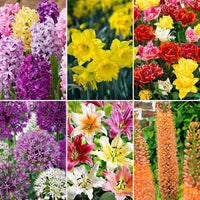 81x Blumenzwiebelpaket 'Februar bis August 120 Tage Blumen' - Alle Blumenzwiebeln