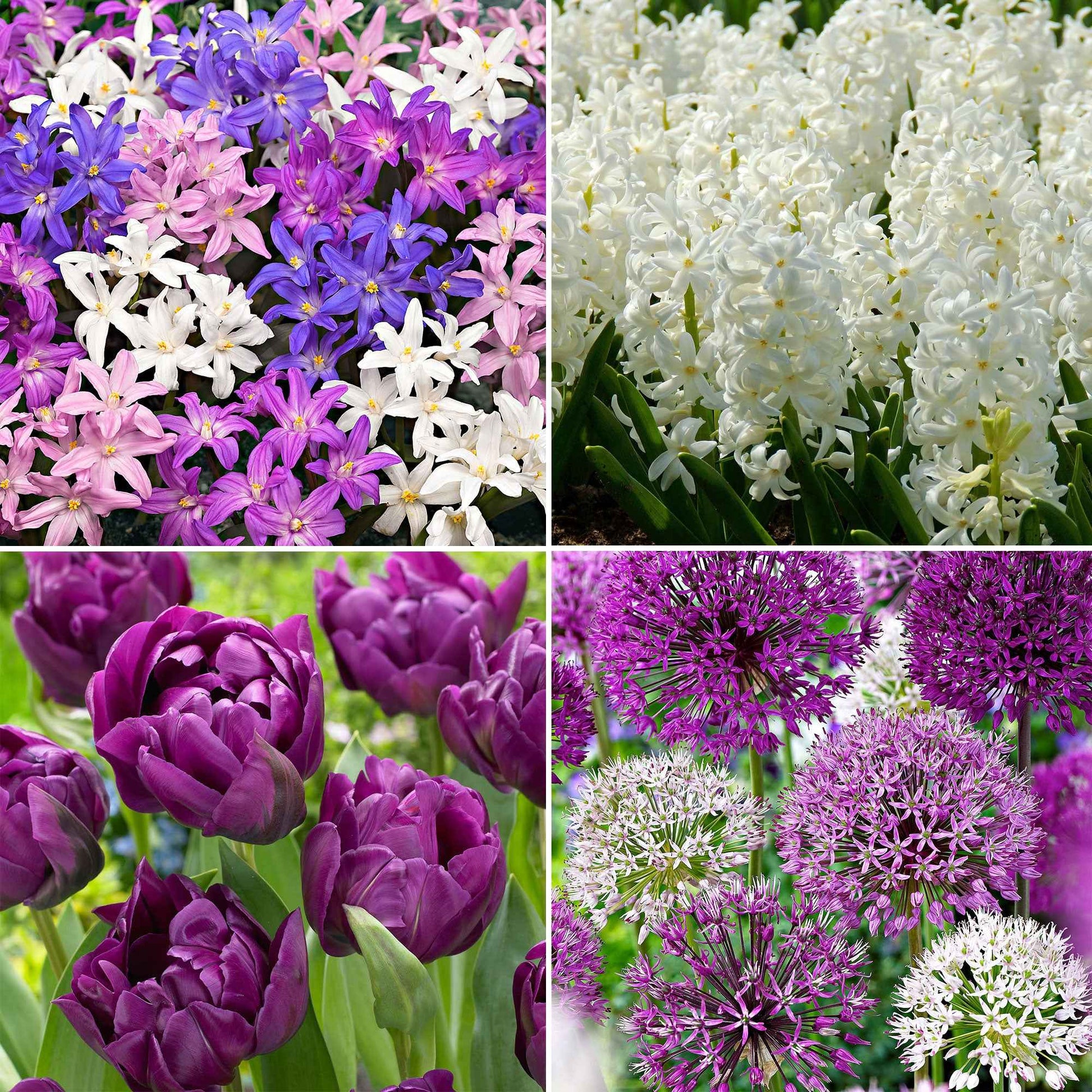 88x Blumenzwiebelpaket 'März bis Juni 90 Tage Blumen' lila-weiβ - Alle beliebten Blumenzwiebeln