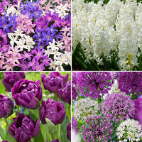 88x Blumenzwiebelpaket 'März bis Juni 90 Tage Blumen' lila-weiβ - Alle Blumenzwiebeln