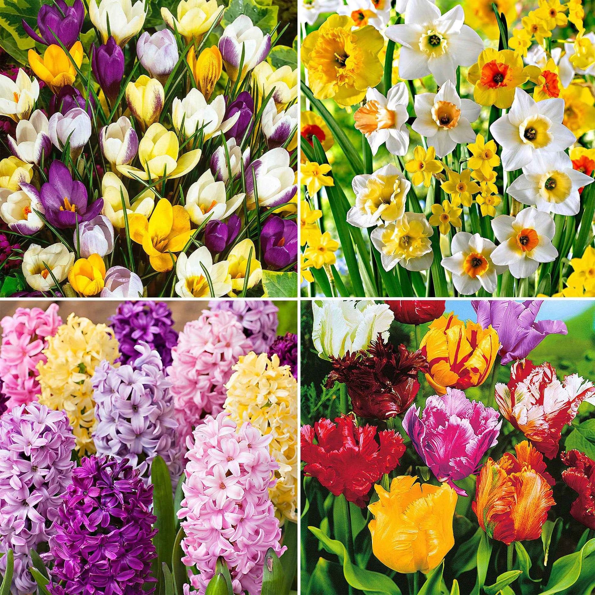 110x Blumenzwiebelpaket 'Februar bis Mai 90 Tage Blumen' - Alle Blumenzwiebeln
