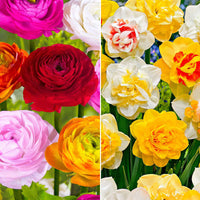 75x Ranunkel- und Narzissenmischung 'Summer Party' + 'Double Flowers' - Alle beliebten Blumenzwiebeln