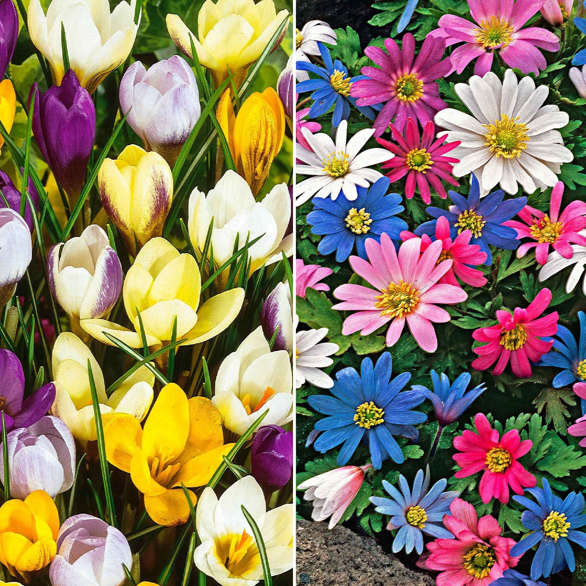 150x Anemone und Krokus- Mischung 'Frühlingsgefühle' - Alle beliebten Blumenzwiebeln