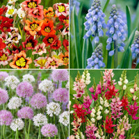 300x Blumenzwiebelpaket 'Tulpen und Mehr' - Blumenzwiebeln für Terrasse und Balkon