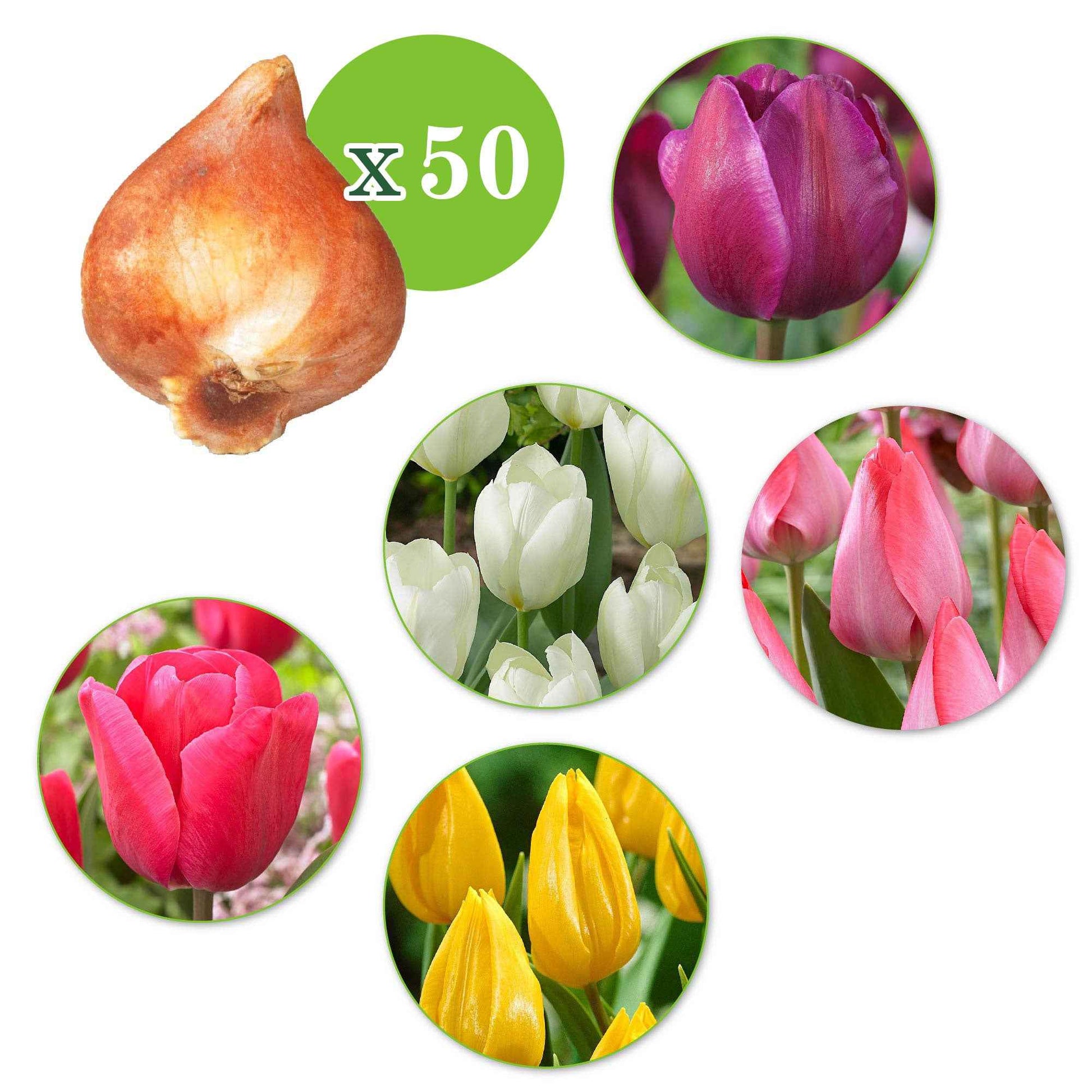 300x Blumenzwiebelpaket 'Tulpen und Mehr' - Blumenzwiebeln