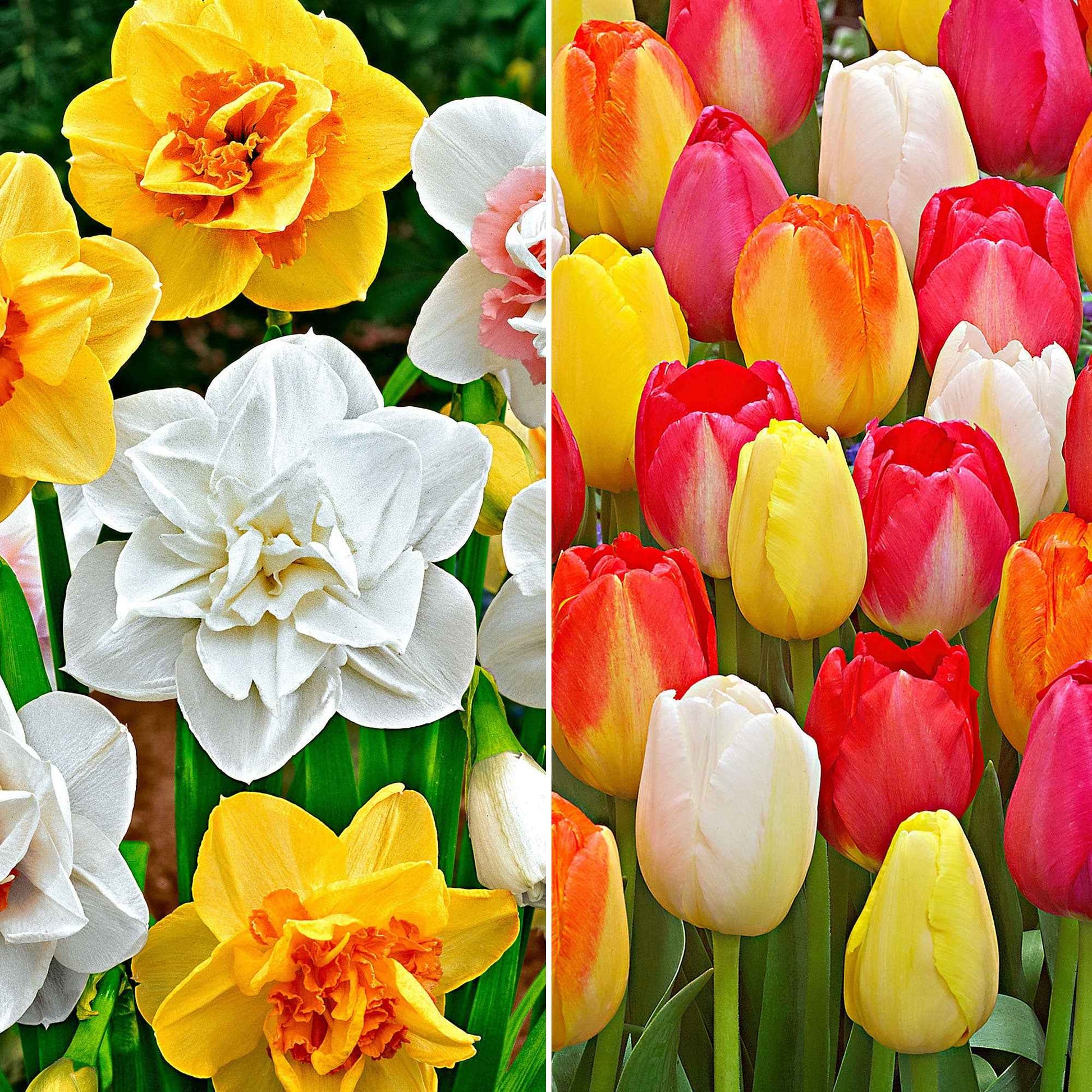 40x Tulpe und Narzisse - Mischung 'Farbkarussell' - Alle Blumenzwiebeln