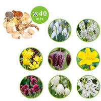 90 x Blumenzwiebelpaket 'Fröhliche Schmetterlinge‘ - Beliebte Blumenzwiebeln