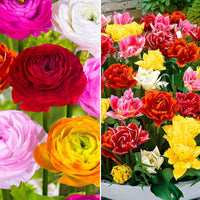 75x Doppelblütige Tulpe und Ranunkel - Mischung 'Blumenteppich' - Alle Blumenzwiebeln