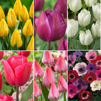 80x Anemone und Tulpe - Mischung 'Fröhlicher Garten'' - Alle Blumenzwiebeln