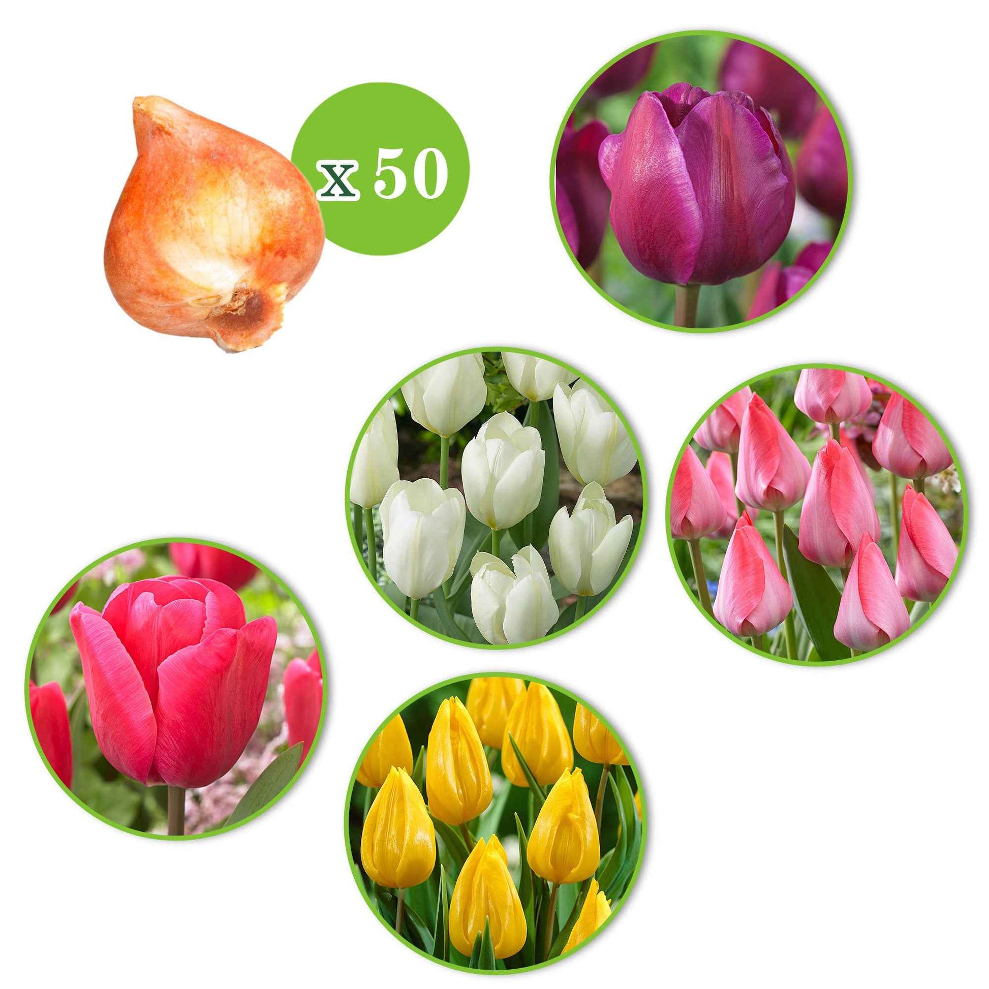 80x Anemone und Tulpe - Mischung 'Fröhlicher Garten'' - Bienen- und schmetterlingsanziehende Blumenzwiebeln