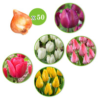 150x Narzisse und Tulpe - Mischung 'Frühlingsgarten' - Blumenzwiebelmischung