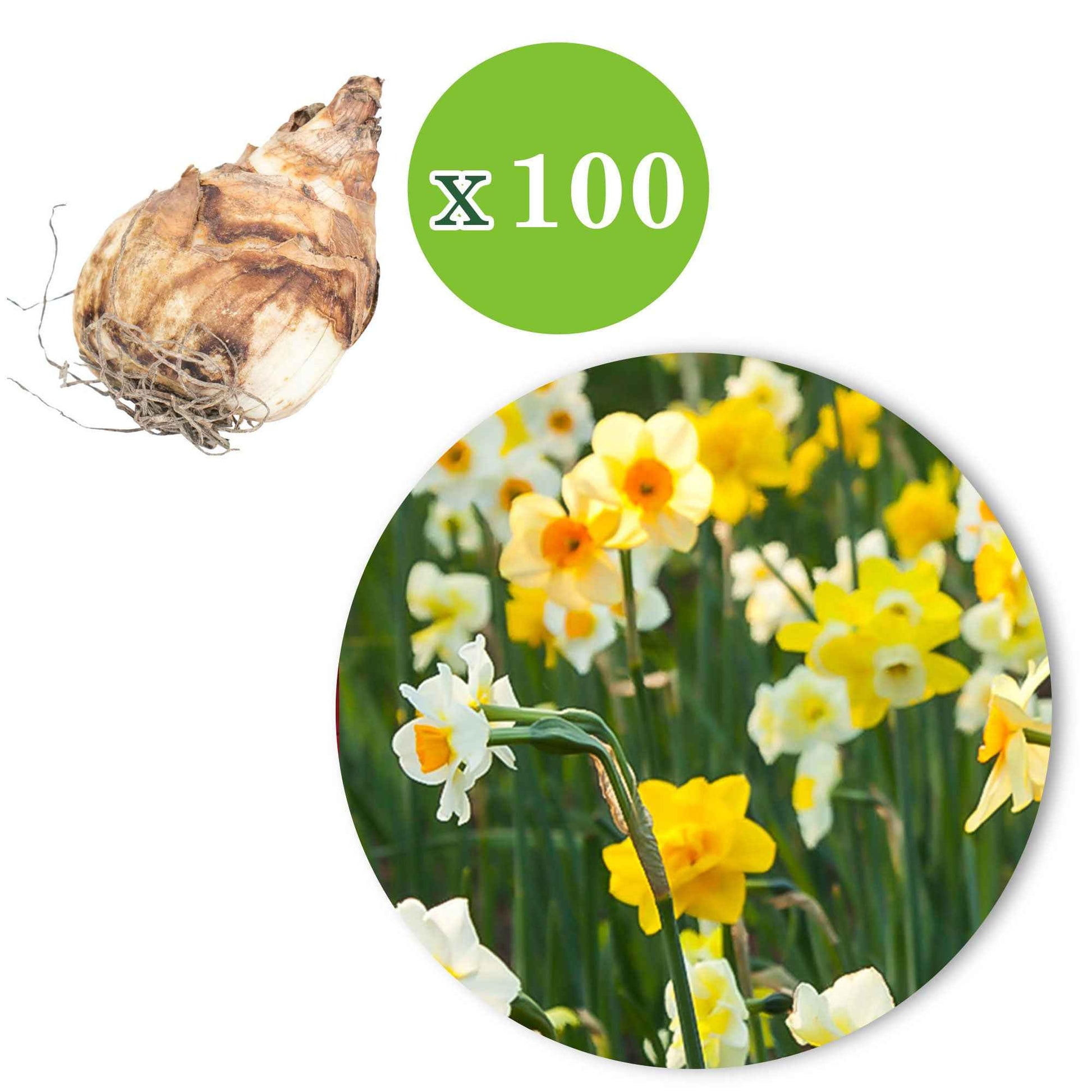 150x Narzisse und Tulpe - Mischung 'Frühlingsgarten' - Blumenzwiebel-Beetpakete