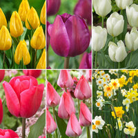 150x Narzisse und Tulpe - Mischung 'Frühlingsgarten' - Alle Blumenzwiebeln