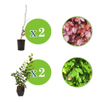 4x Buchenhecke Fagus - Mix 'groen-rood 'Atropurpurea' - Winterhart - Gartenpflanzen
