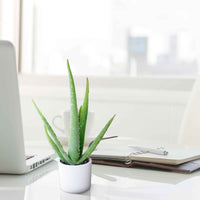 Aloe vera 'Lissabon' inkl. Dekotopf - Alle pflegeleichten Zimmerpflanzen