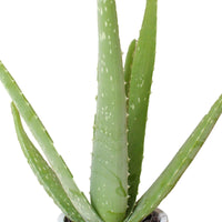 Aloe vera 'Lissabon' inkl. Dekotopf - Aloe Vera