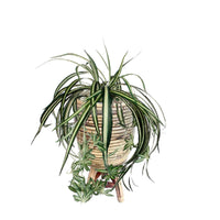 Künstliche Graslilie, hängend, grün inkl. Ziertopf, braun - Beliebte Kunstpflanzen