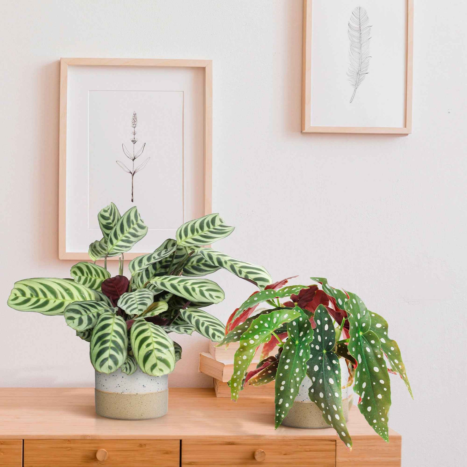 1x Begonia maculata + 1x Ctenanthe burle marxii - Beliebte grüne Zimmerpflanzen