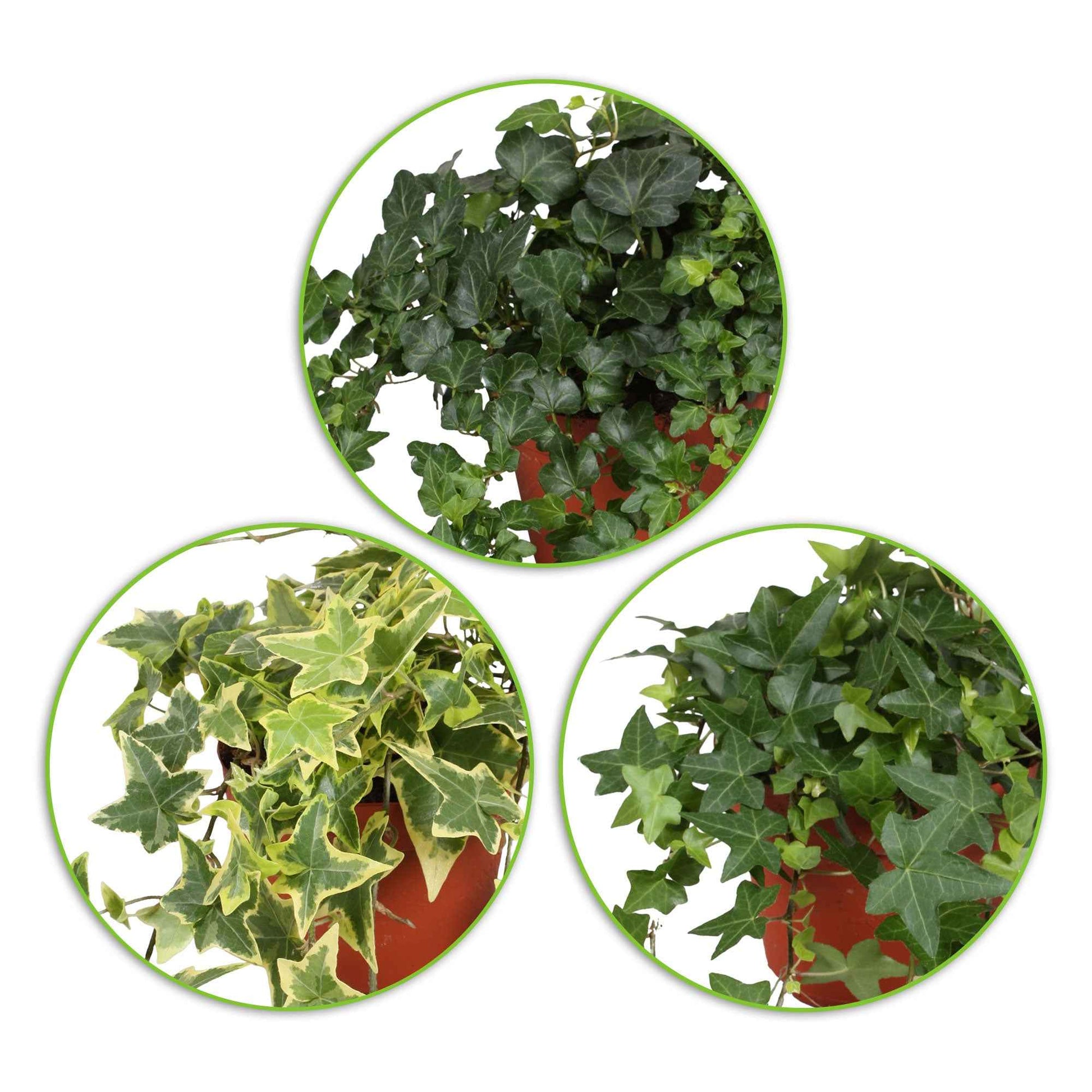 3x Efeu Hedera - Mix- 'Tolle hederas' - Beliebte grüne Zimmerpflanzen