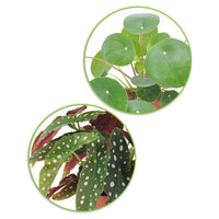 1x  Begonia maculata + 1x  fannkuchenpflanze Pilea peperomioides - Büropflanzen