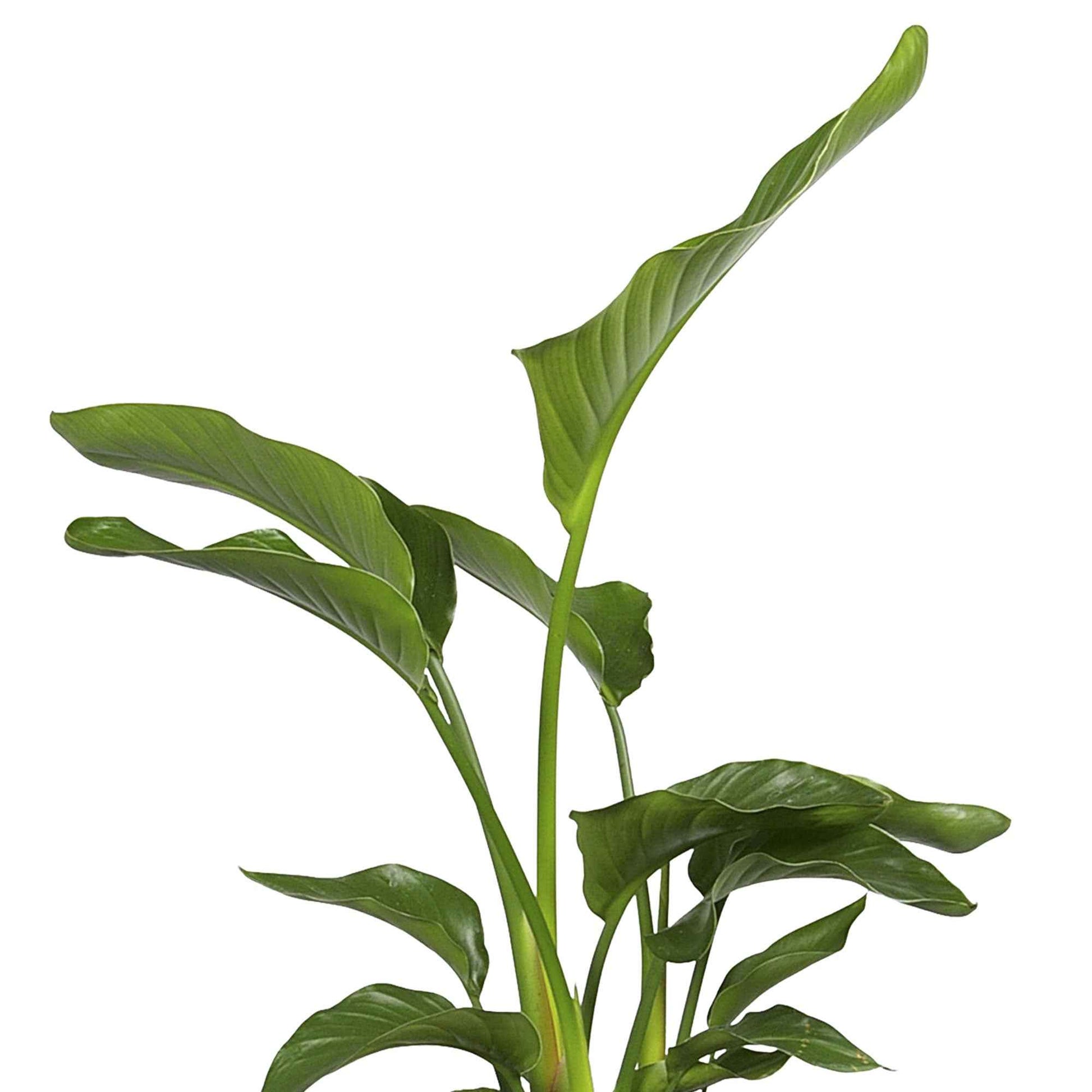 Paradiesvogelblume Strelitzia nicolai inkl. Weidenkorb, natürlich - Beliebte Zimmerpflanzen