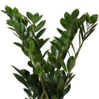 Glücksfeder Zamioculcas zamiifolia inkl. Weidenkorb, natürlich - Büropflanzen