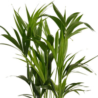 Zimmerpalme Howea forsteriana XL inkl. Weidenkorb, natürlich - Beliebte grüne Zimmerpflanzen