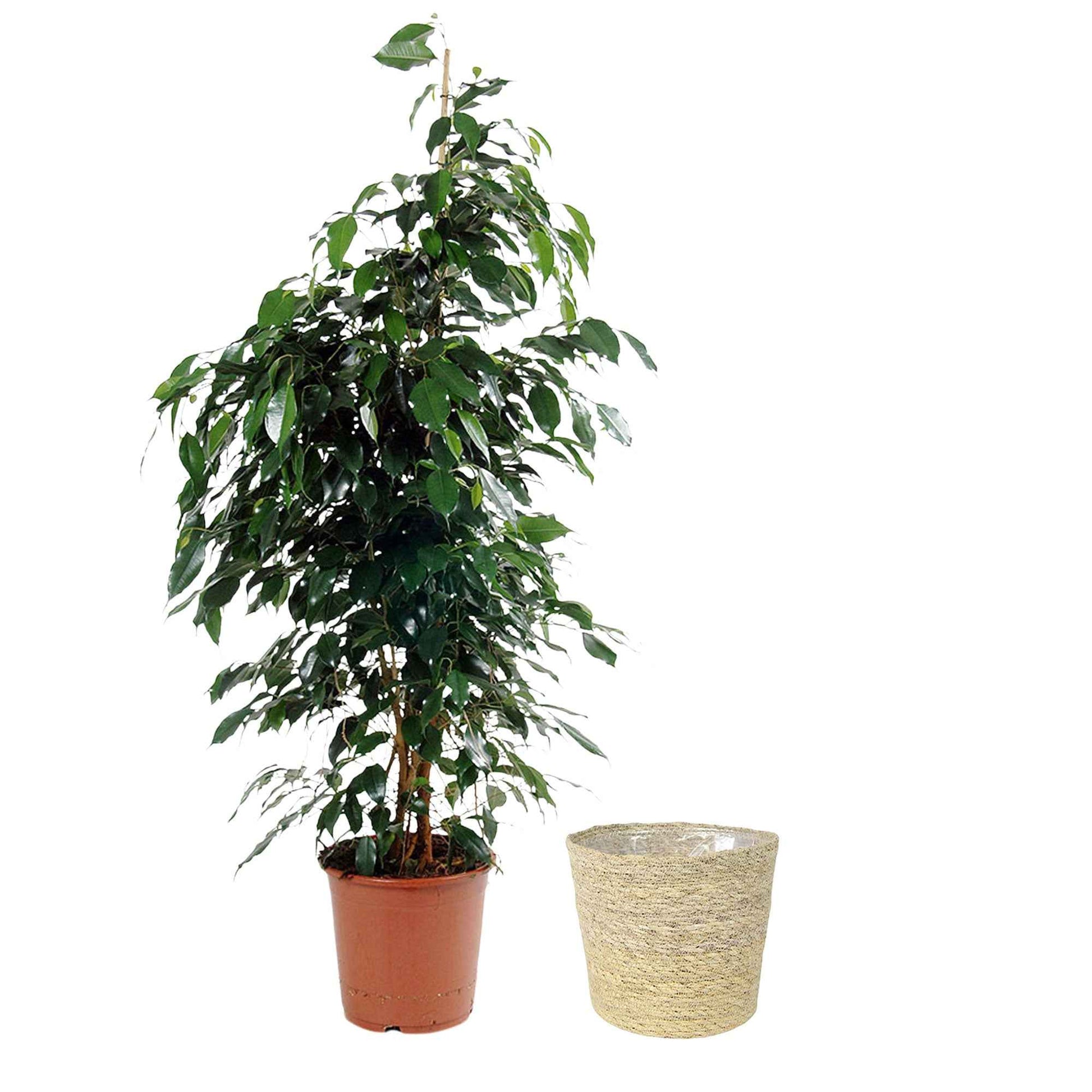 Birkenfeige Ficus benjamina 'Danielle' inkl. Weidenkorb, natürlich - Grüne Zimmerpflanzen