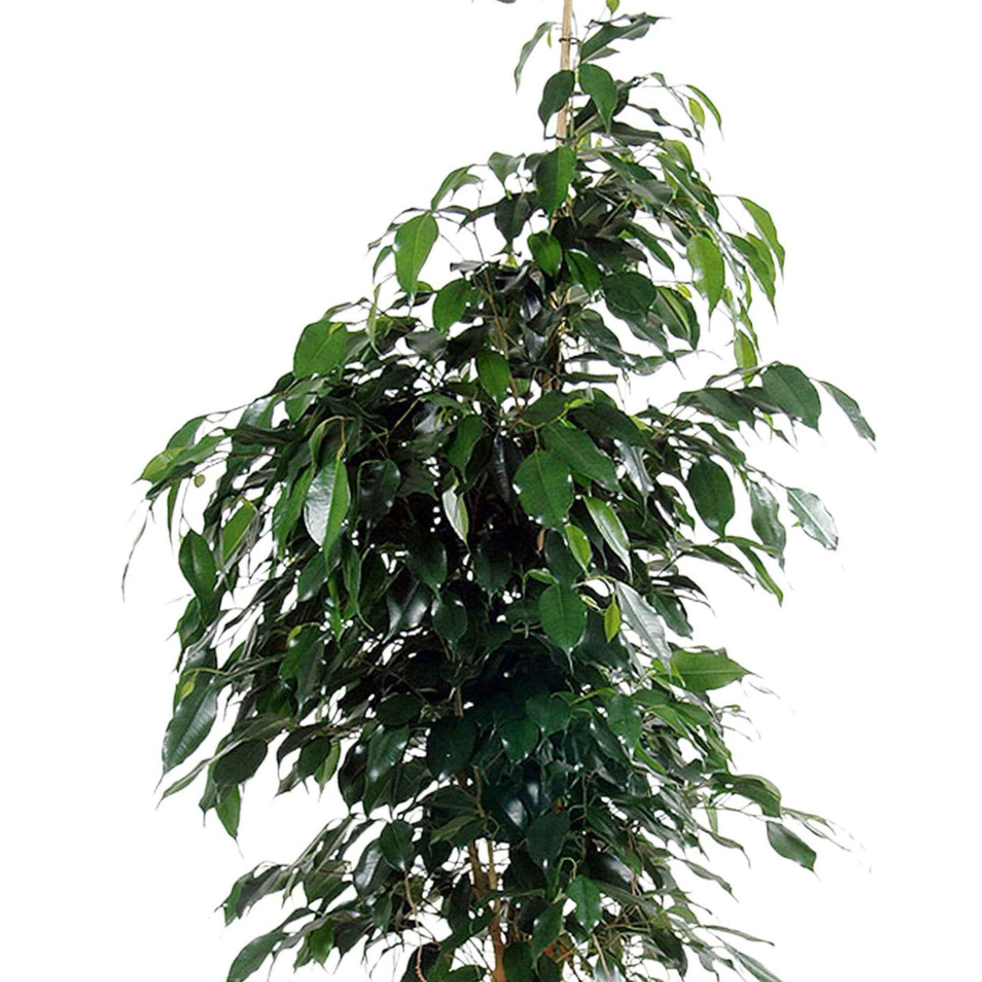 Birkenfeige Ficus benjamina 'Danielle' inkl. Weidenkorb, natürlich - Büropflanzen